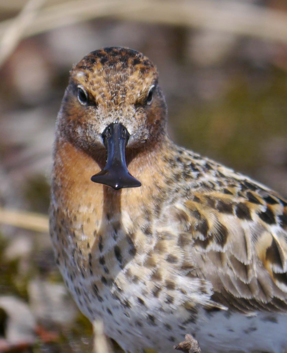 Кулик веретенник