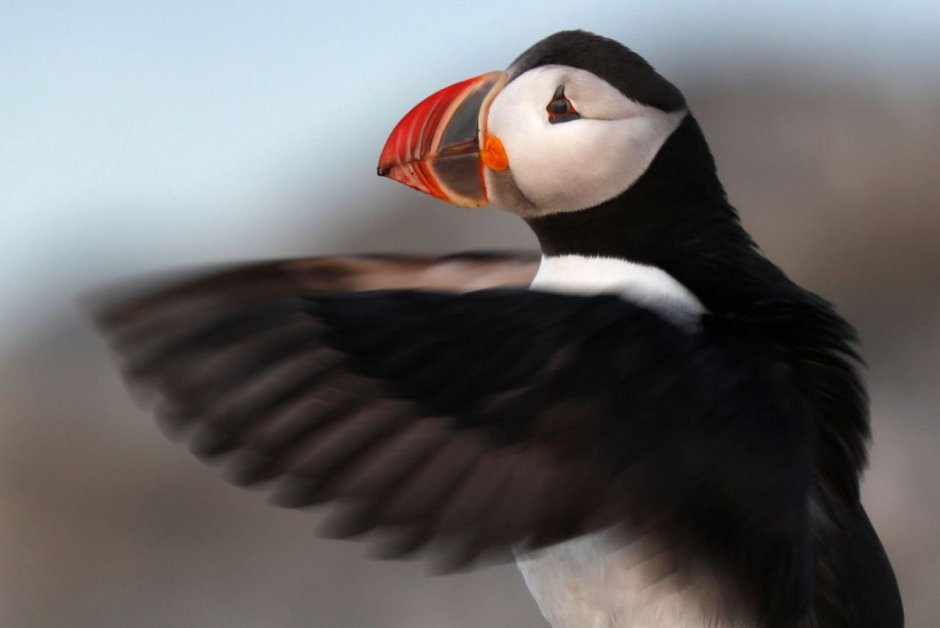 Птица с широким клювом