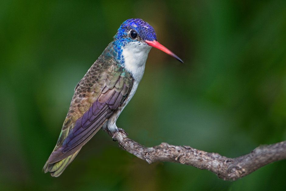 Птица с плоским клювом