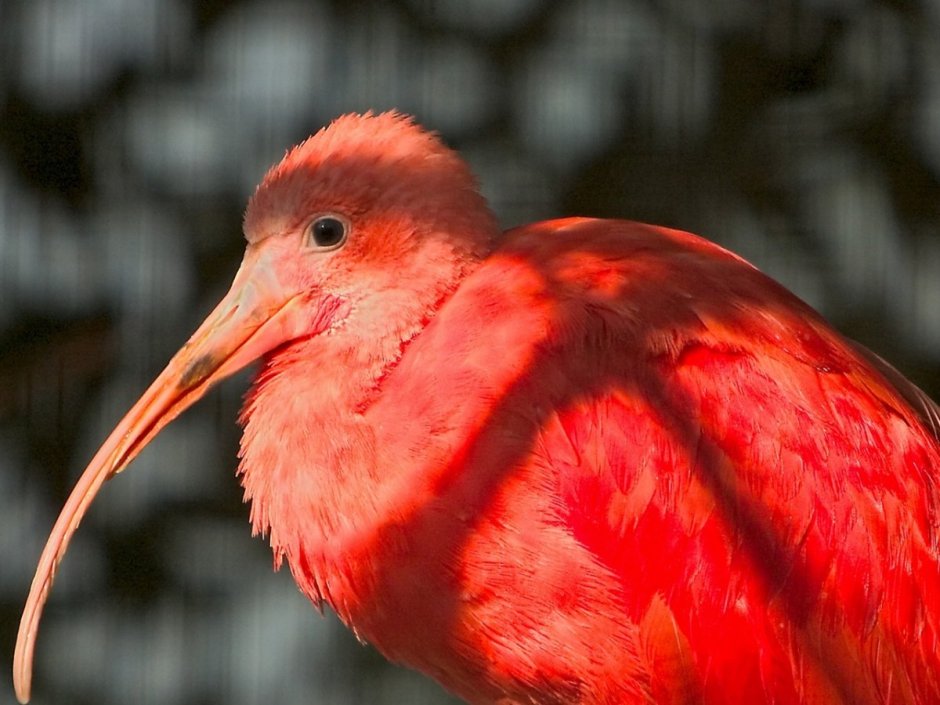 Розовая птица с длинным клювом