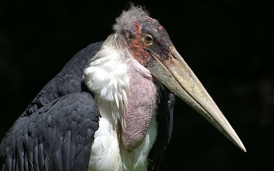 Марабу Гавр