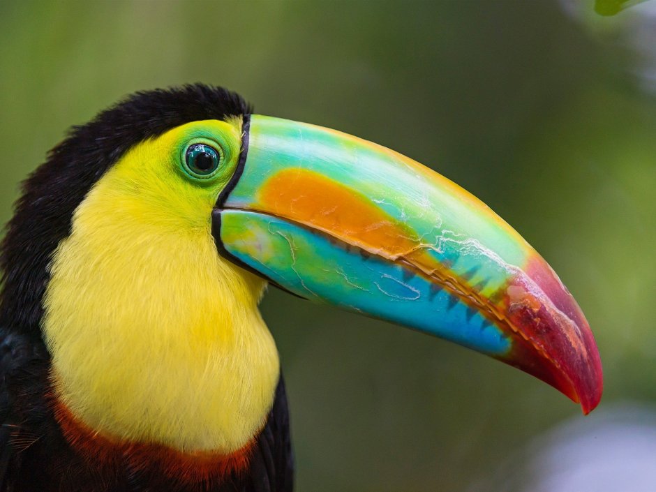 Желтоклювый Тукан