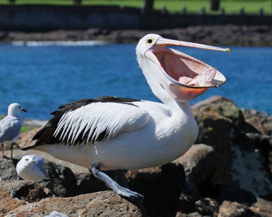Американский белый Пеликан