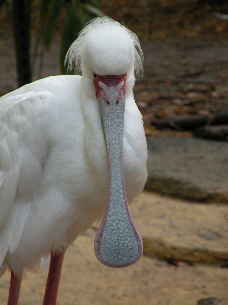 Белая колпица