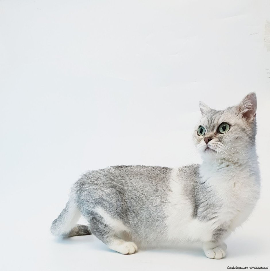 Генетта кошка Манчкин