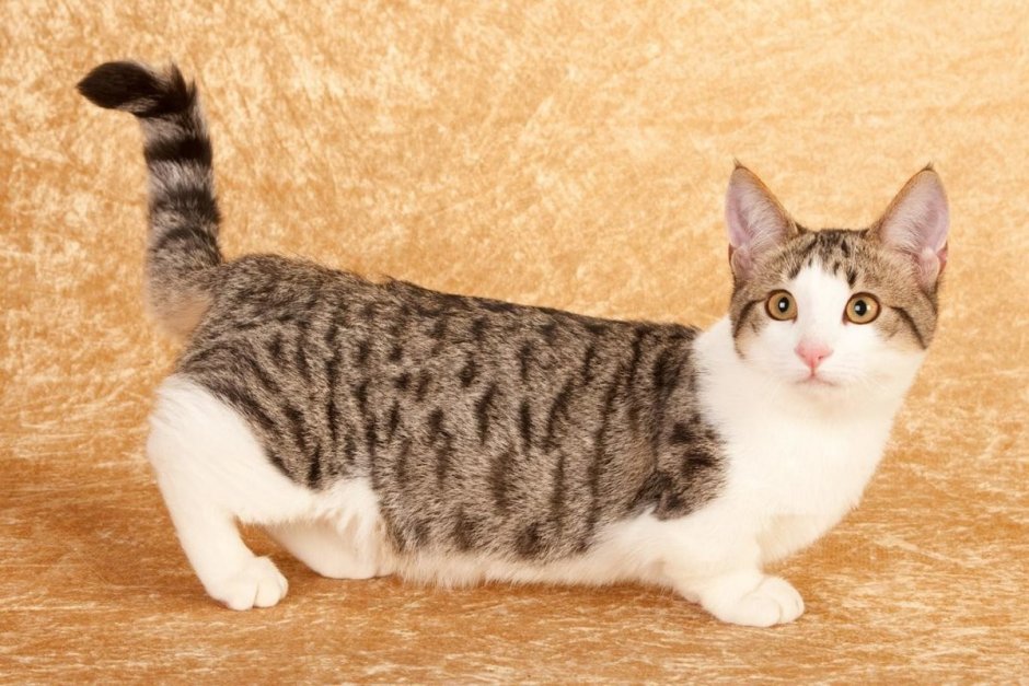 Манчкин кошка генетта long