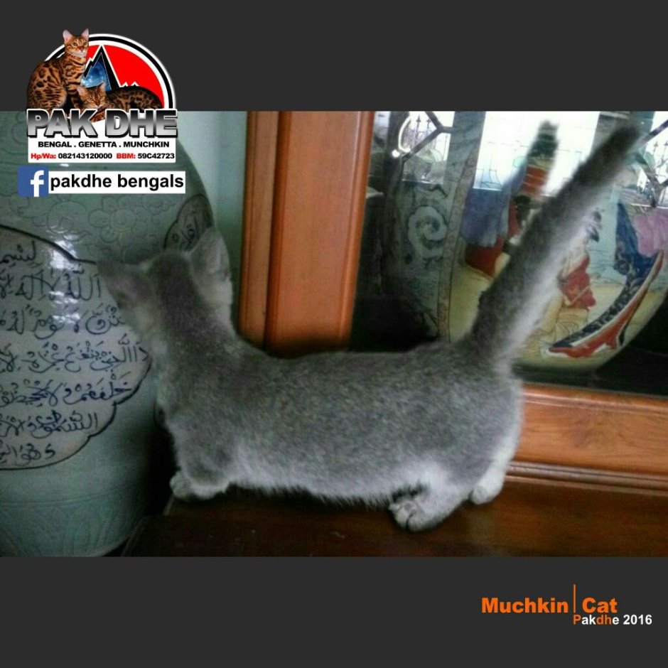 Манчкин 8