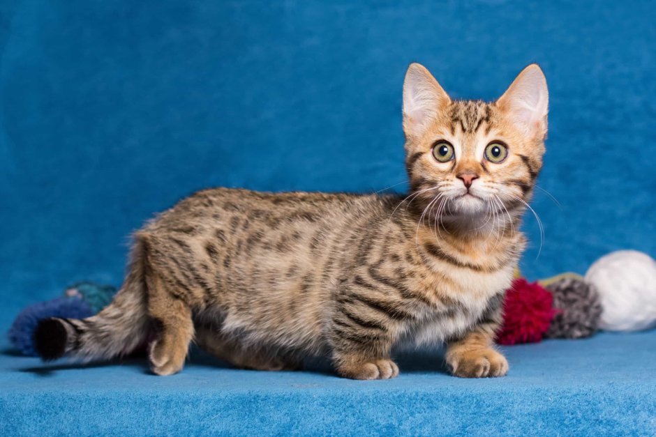 Бенгальский кот Манчкин