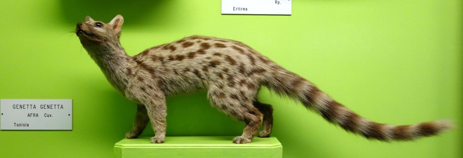 Манчкин кошка вислоухая