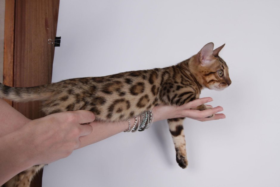 Манчкин кинкалоу кошка