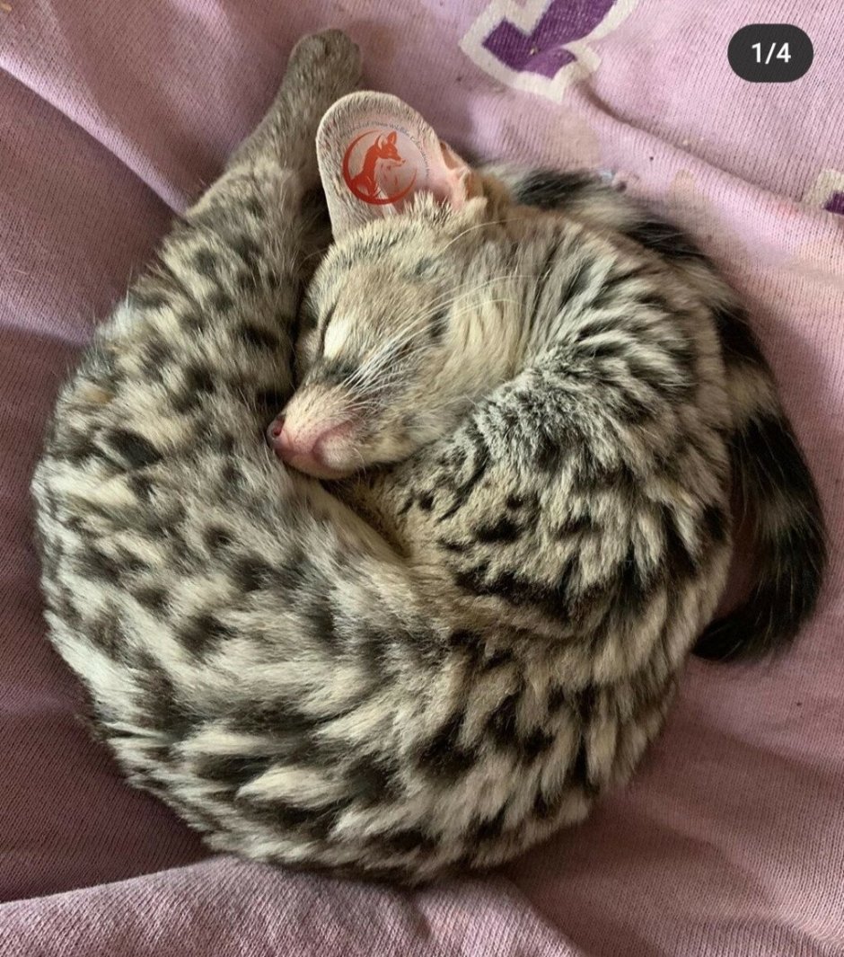 Коротколапые котята Манчкин