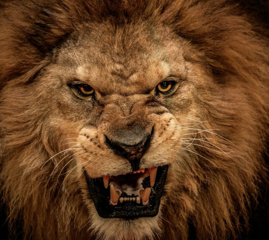 50 Cent animal Ambition