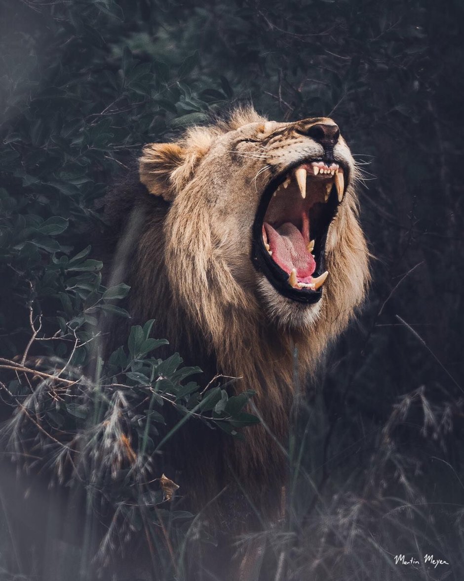 Roaring Lion Churchill