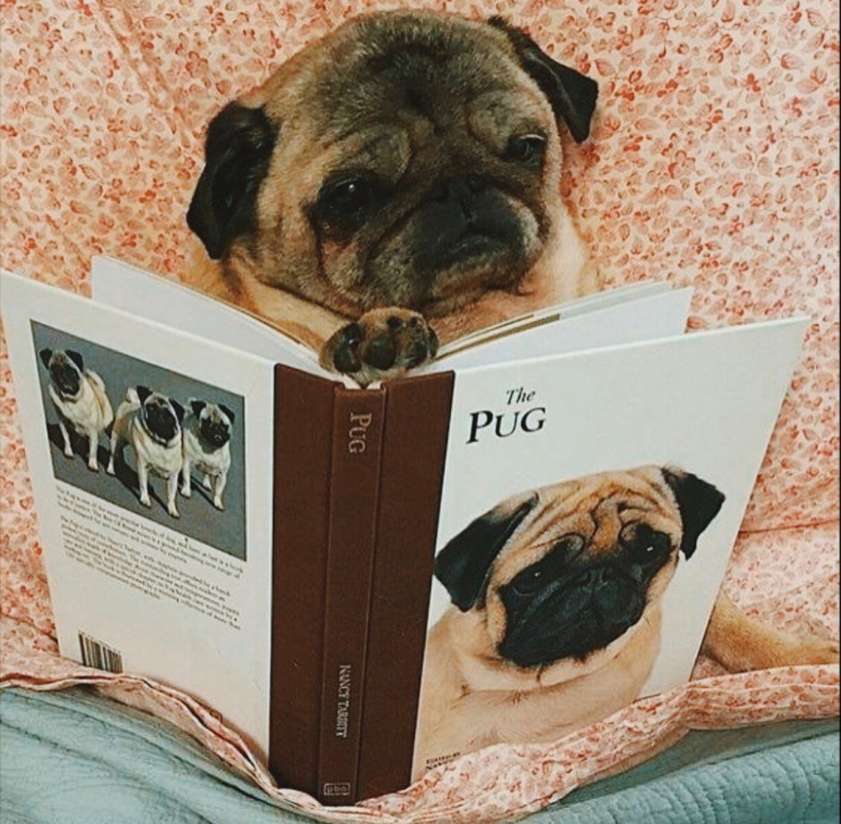 Мопс в очках с книгой