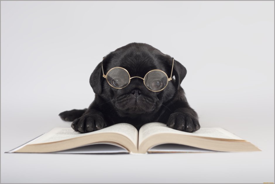 Мопс в очках с книгой