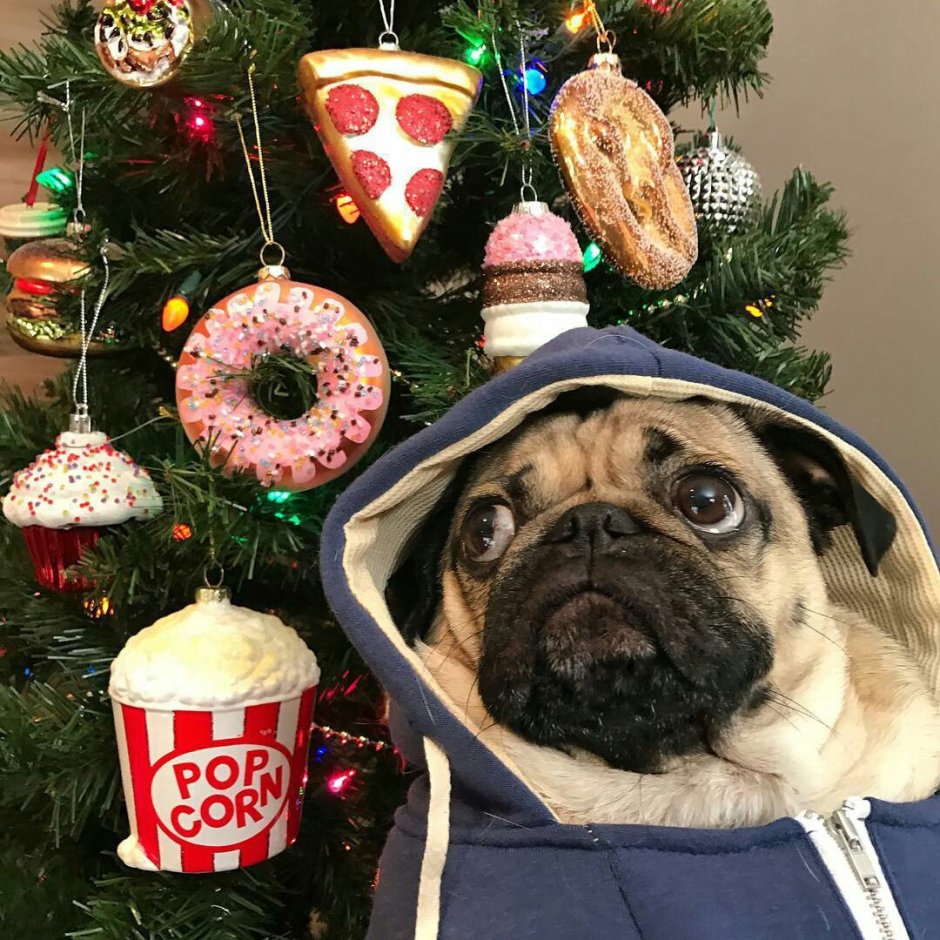 Новогодний Мопс