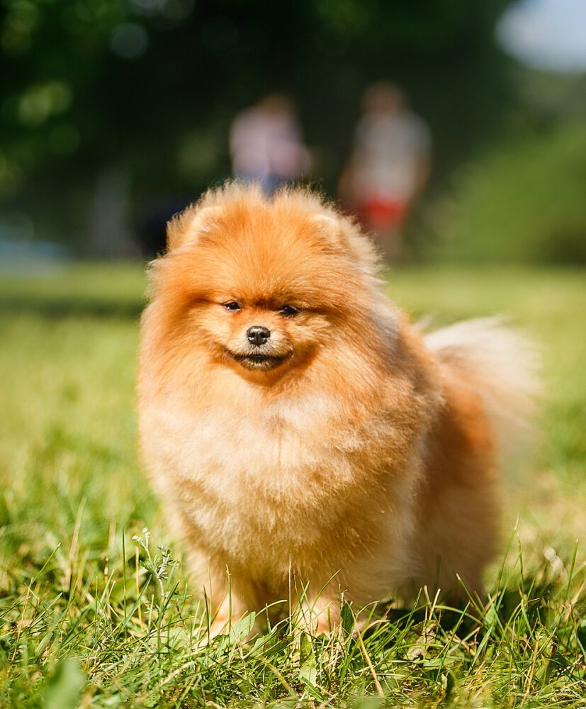 Померанский шпиц