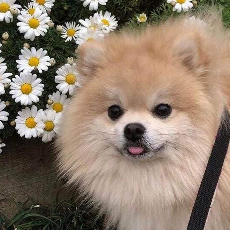 Королевский шпиц