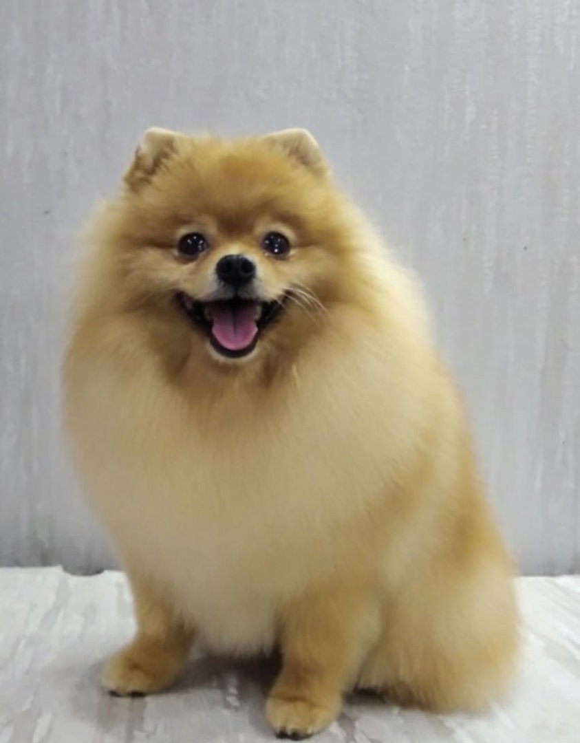 Померанский шпиц милашка