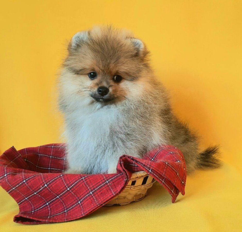 Шпиц с короной