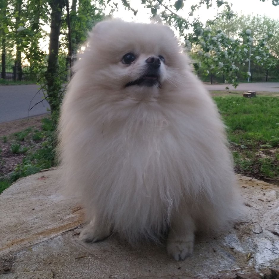 Шпиц померанский карликовый
