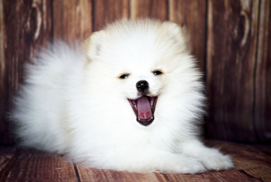 Королевский шпиц белый
