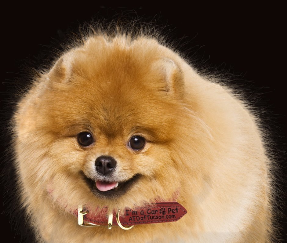 Померанский шпиц черный с белой грудкой