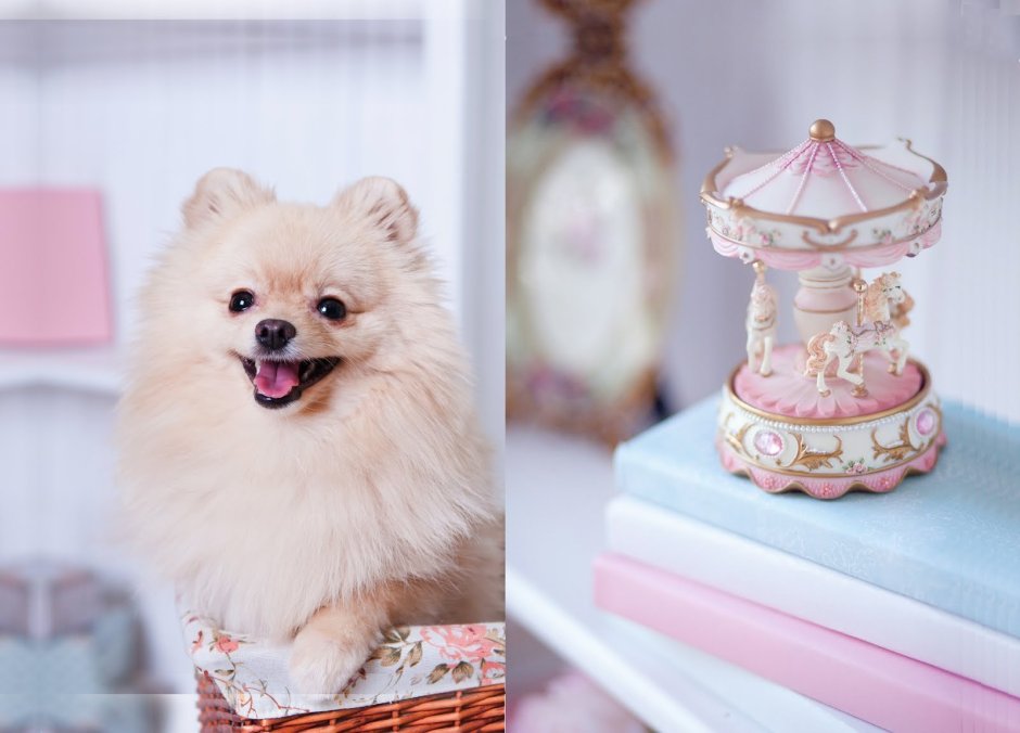 Egg Dog шпиц Корея