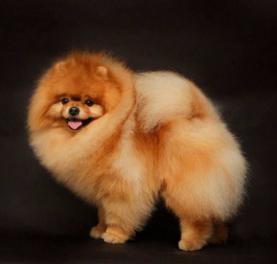 Шпиц терьер померанский