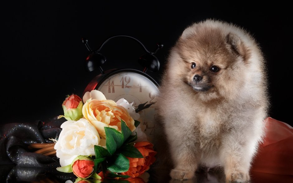 Королевский померанский шпиц