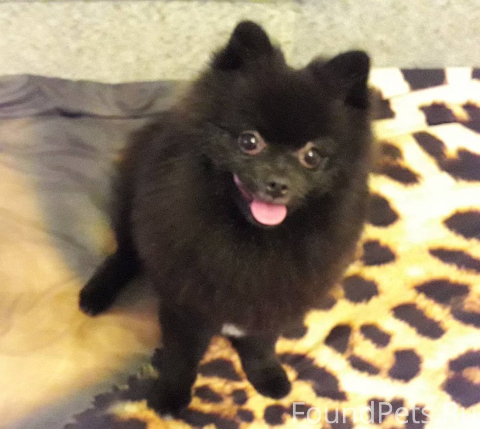 Померанский шпиц породы собак