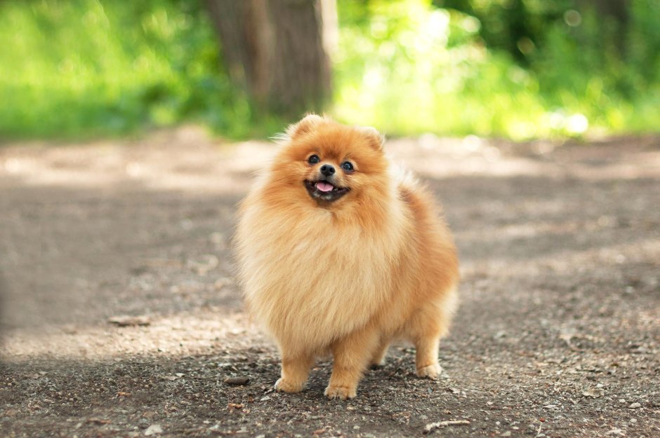 Торт с померанским шпицем для девочки 8 лет