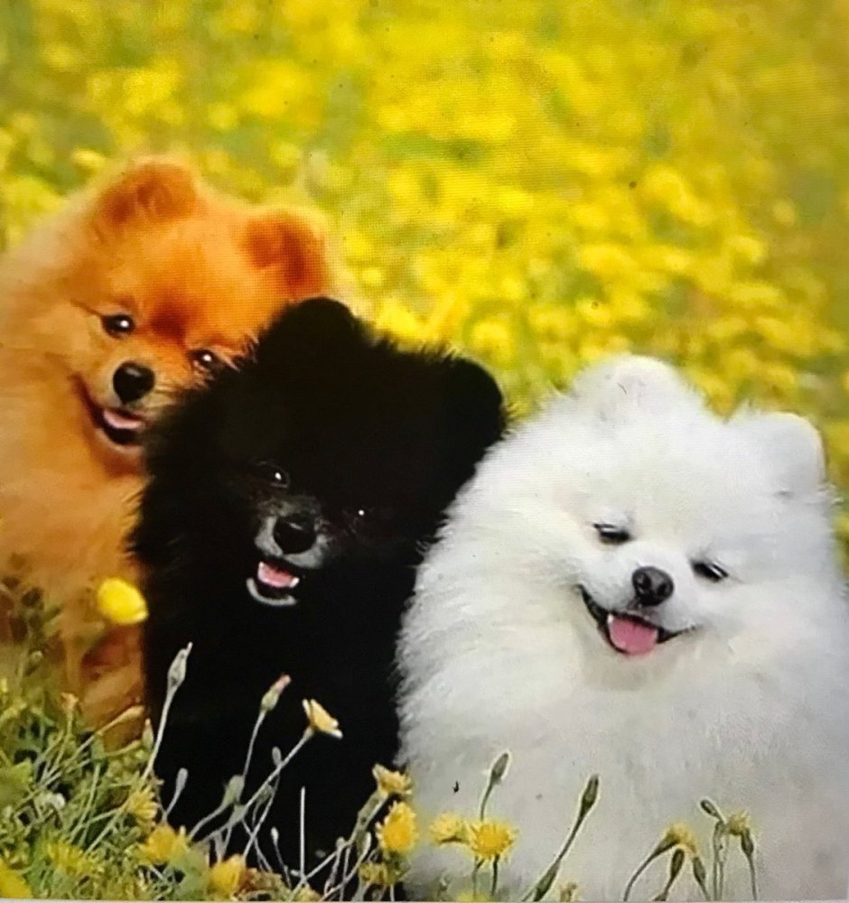 Микро померанский Пуппи