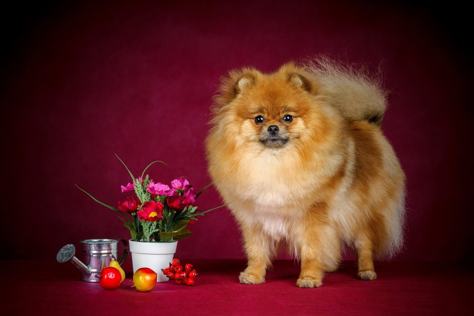 Шпиц померанец