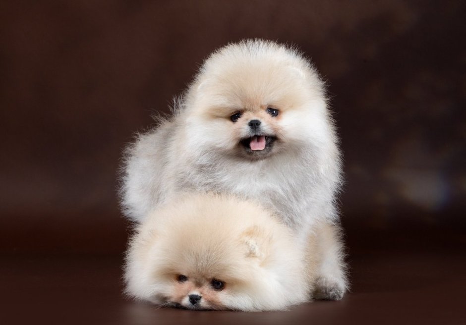 Королевский шпиц