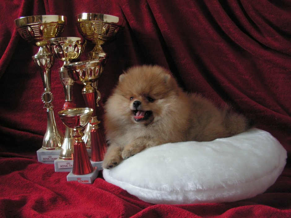 Шпиц померанский морда