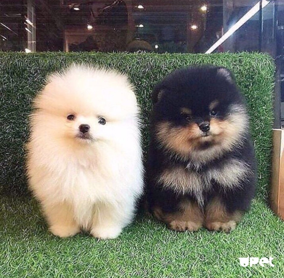 Шпиц померанец кремовый