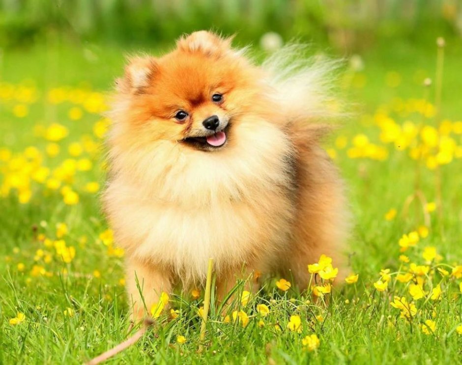 Померанский шпиц белый взрослый