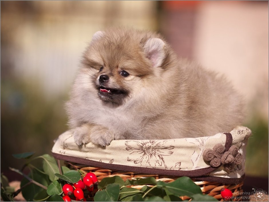 Померанский шпиц крем Соболь