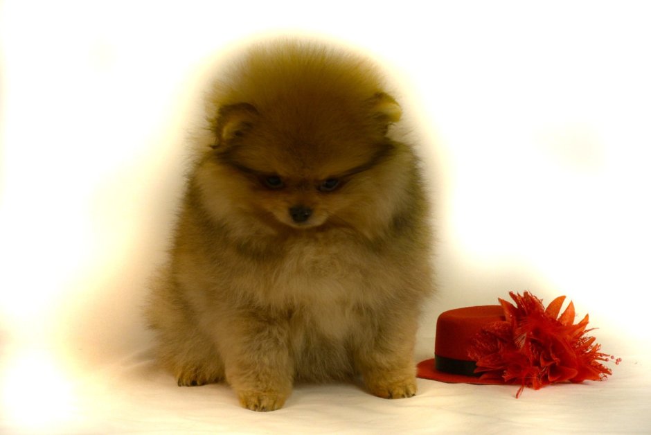 Королевский померанский шпиц