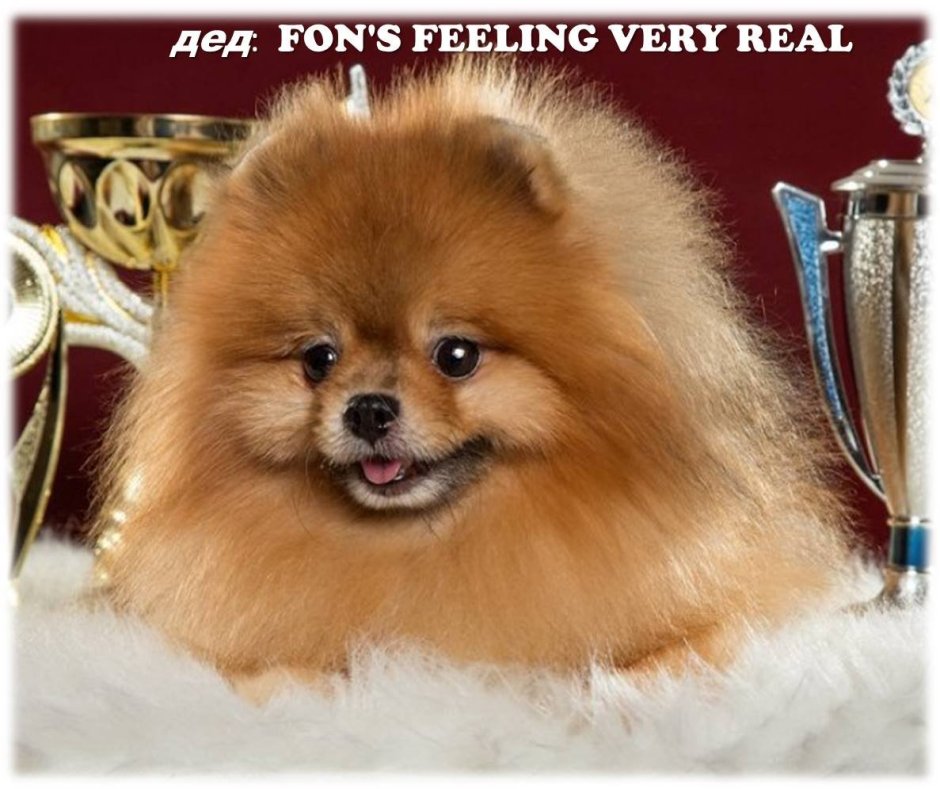 Самоедский шпиц