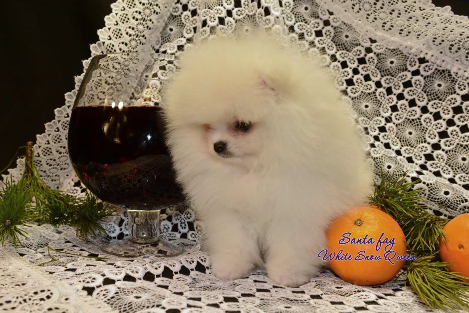 Померанский шпиц семейка