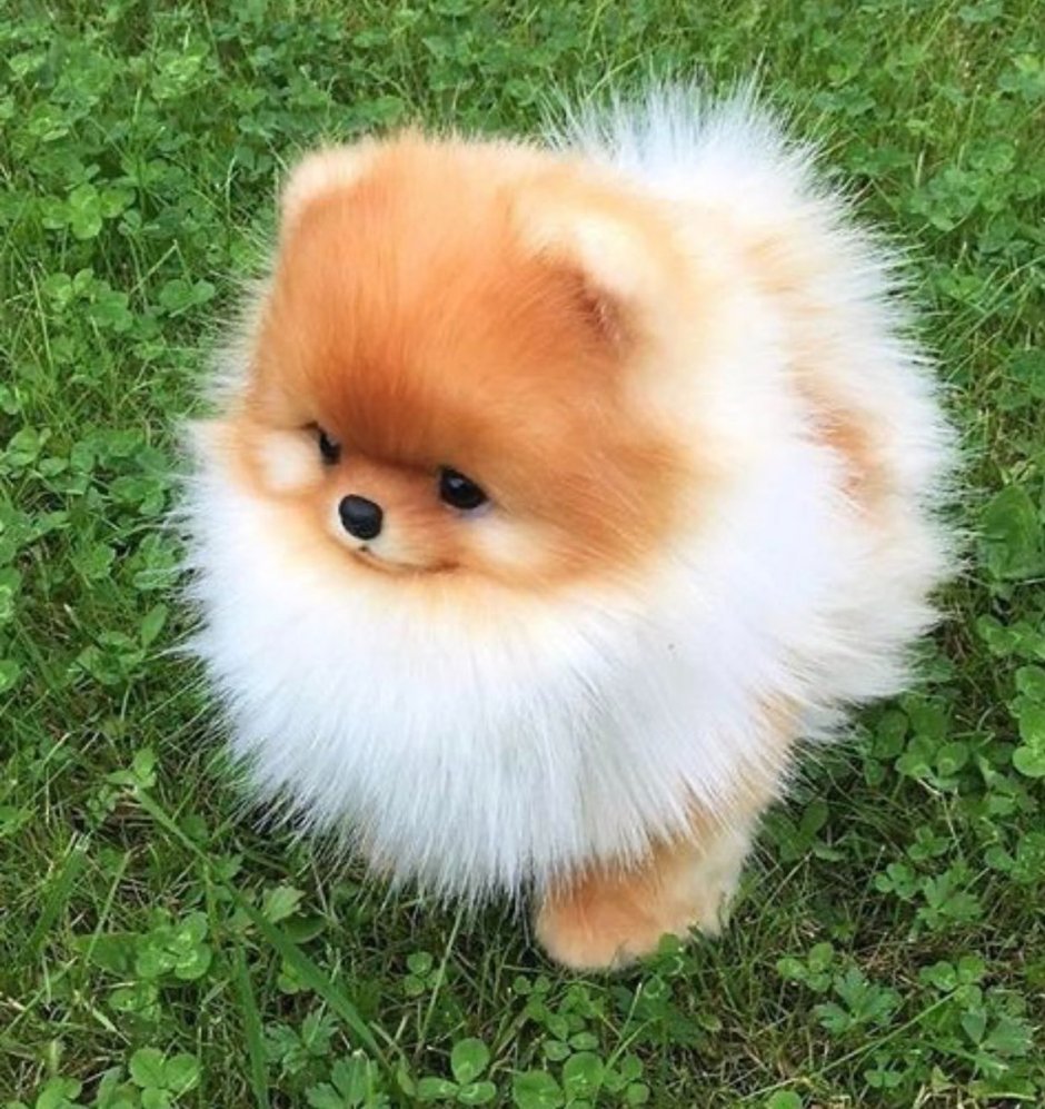 Шпиц померанский улыбка