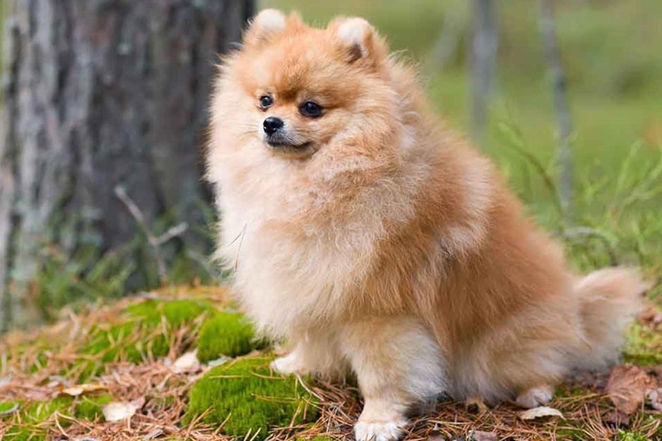 Померанский шпиц Ентан