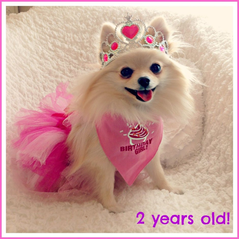 Померанский шпиц Teacup.