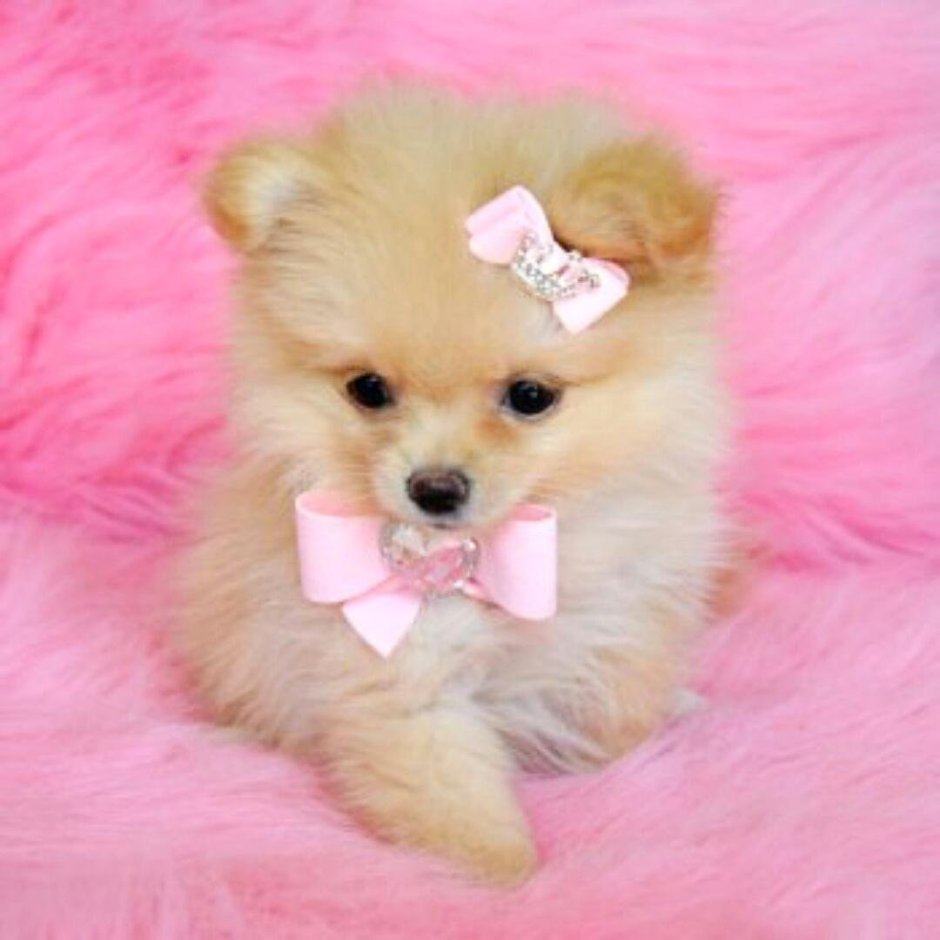 Померанский шпиц розовый