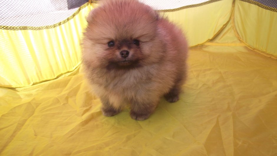 Шпиц собака фото в ярости