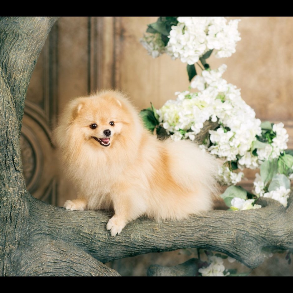 Лисий шпиц карликовый