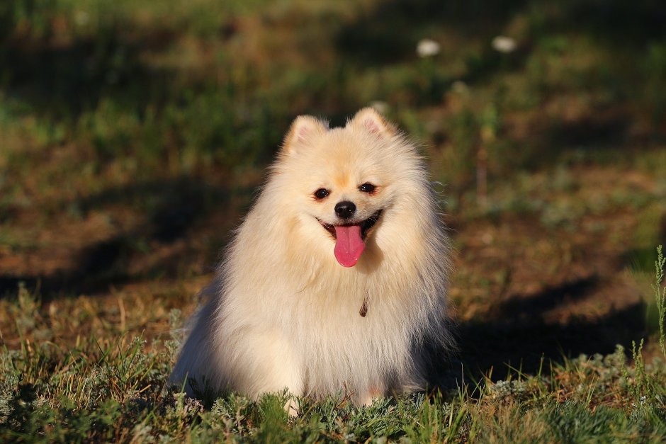 Померанский шпиц породы собак