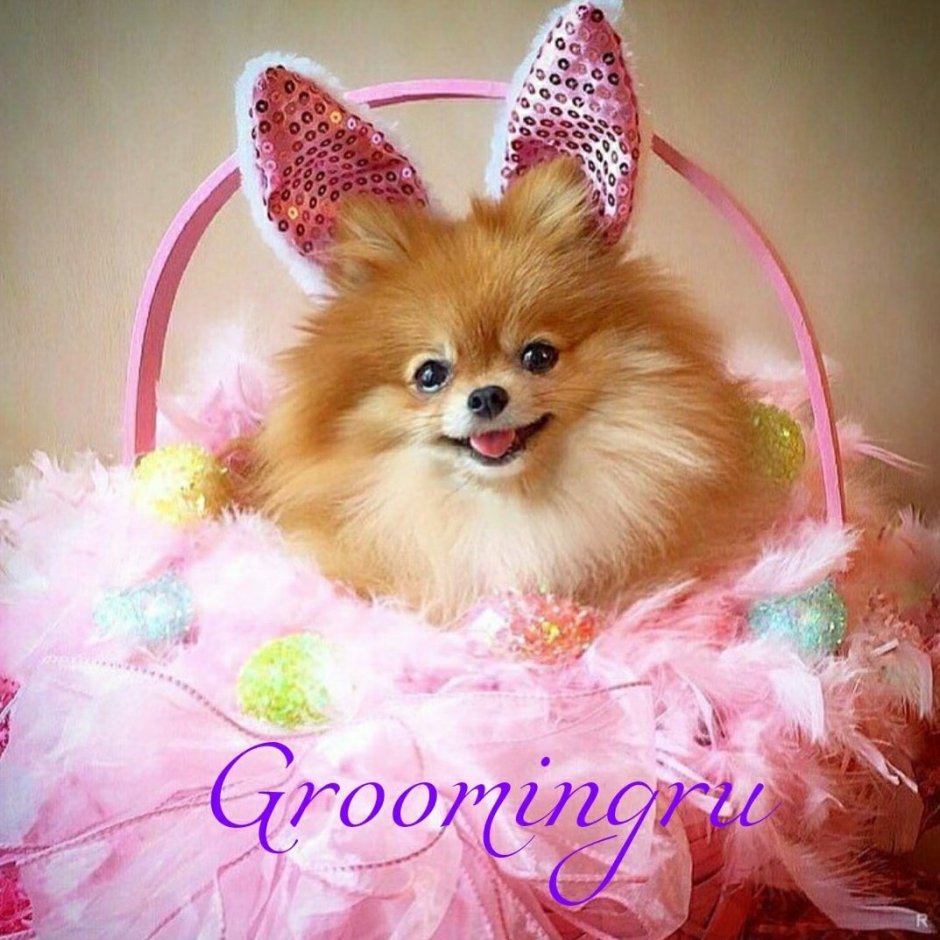 Шпиц померанский карликовый белый